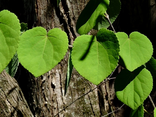 {Cercidiphyllum japonicum}